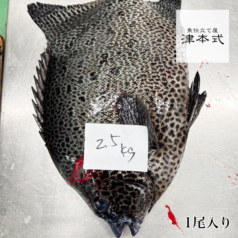 取扱魚一覧 :: 【長谷川水産】【天然 イシガキダイ】重量 2.5kg 1尾